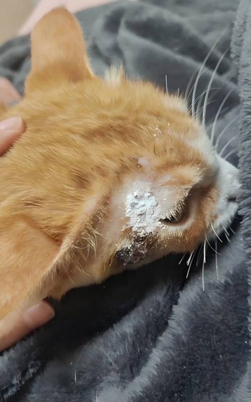 به اشتراک گذاری مورد Vetmedix 丨 مورد کاربردی لیزر درمانی پرانرژی در درمان زخم پوست