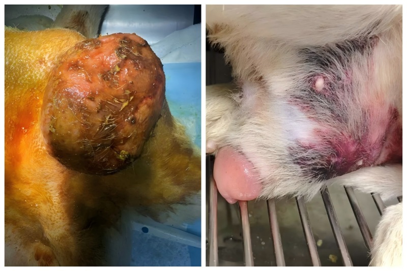 به اشتراک گذاری مورد Vetmedix 丨کاربرد لیزر درمانی پرانرژی در درمان بزرگی پروستات