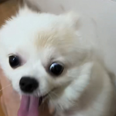 به اشتراک گذاری مورد Vetmedix 丨 مورد کاربردی لیزر پرانرژی در درمان کرم حلقوی سگ