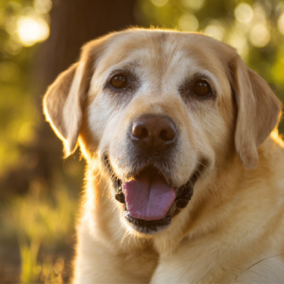 VetMedix Case Sharing 丨 مورد کاربردی لیزر درمانی پرانرژی در درمان تومورهای غیر التیام بخش پری مقعد بعد از عمل